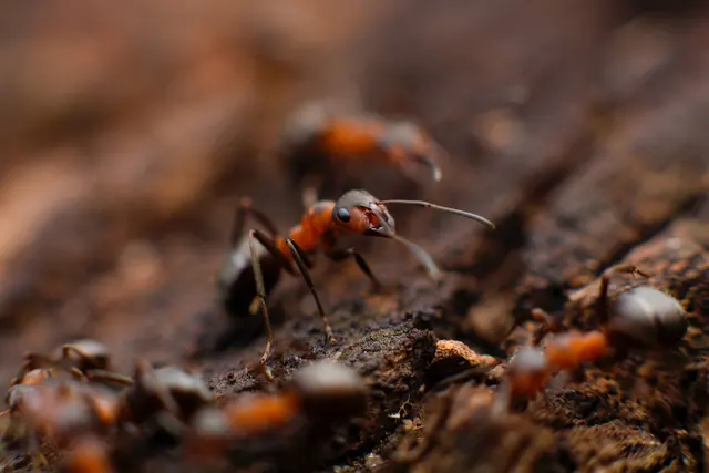 Turbo Pest Control — photo from the business 8