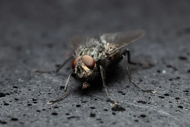 Turbo Pest Control — photo from the business 12
