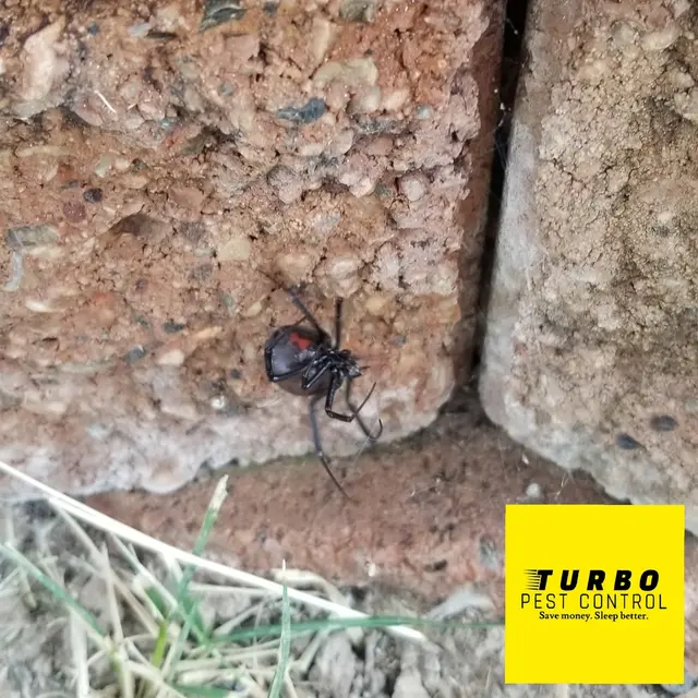 Turbo Pest Control — photo from the business 2
