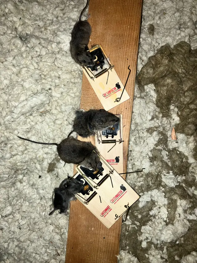 Zunex Pest Control — photo from the business 12