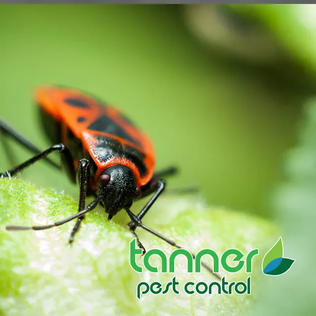 Tanner Pest Control — photo from the business 11