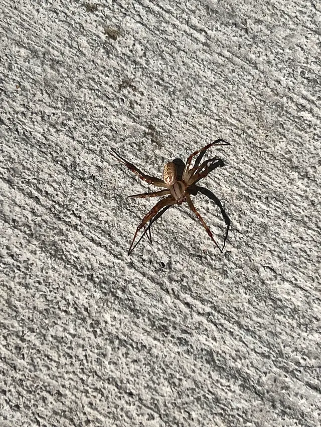 Standard Pest Control — photo from the business 2