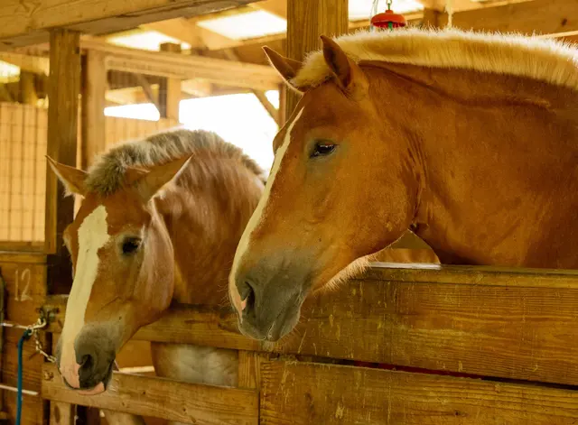 Ruxton's Ranch Rides — photo from the business 1