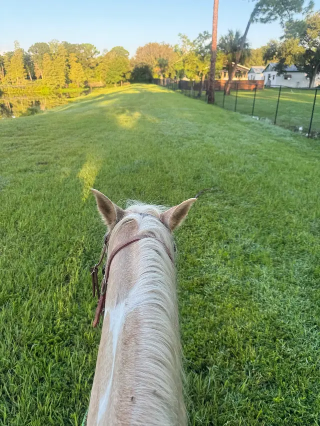 Ruxton's Ranch Rides — photo from the business 10