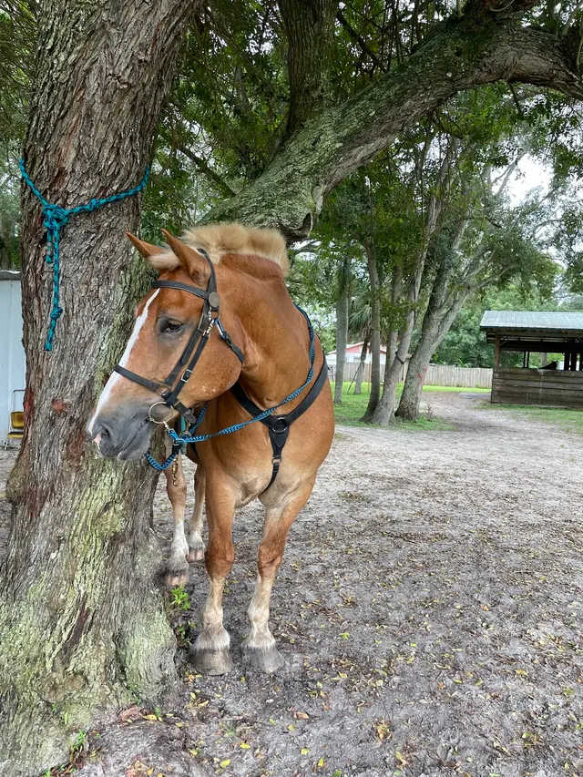 Ruxton's Ranch Rides — customer photo 9