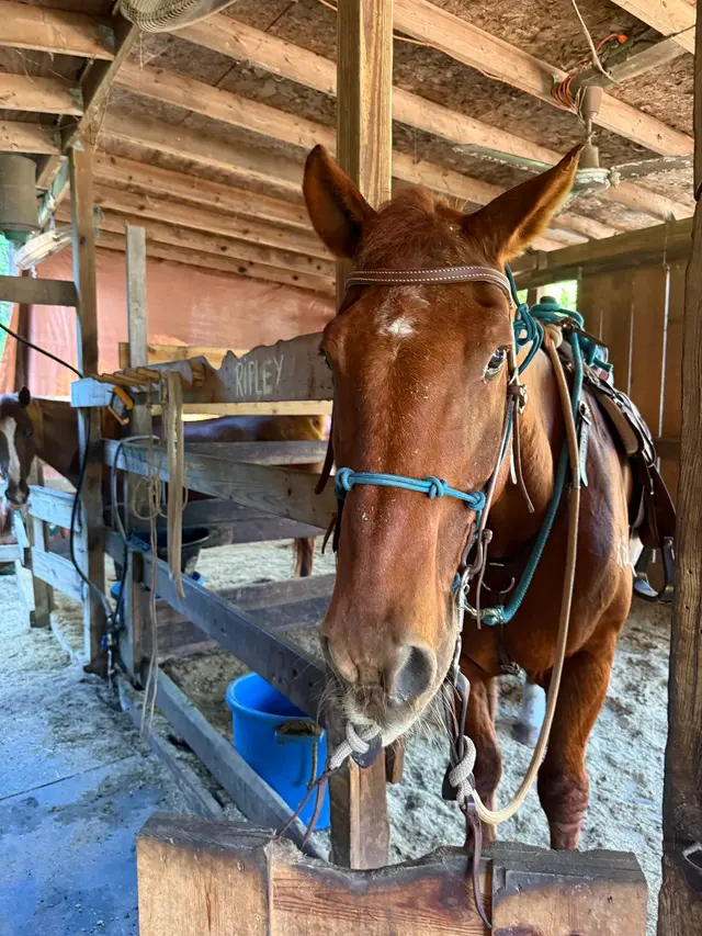 Ruxton's Ranch Rides — customer photo 6