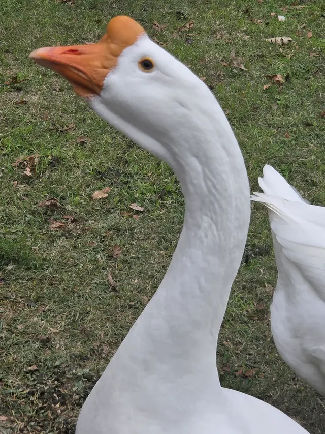 Trinity Park Duck Pond — customer photo 11