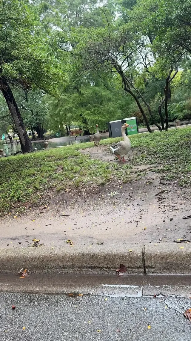 Trinity Park Duck Pond — customer photo 1
