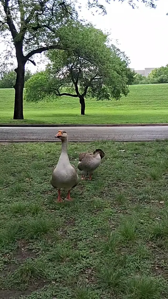 Trinity Park Duck Pond — customer photo 7