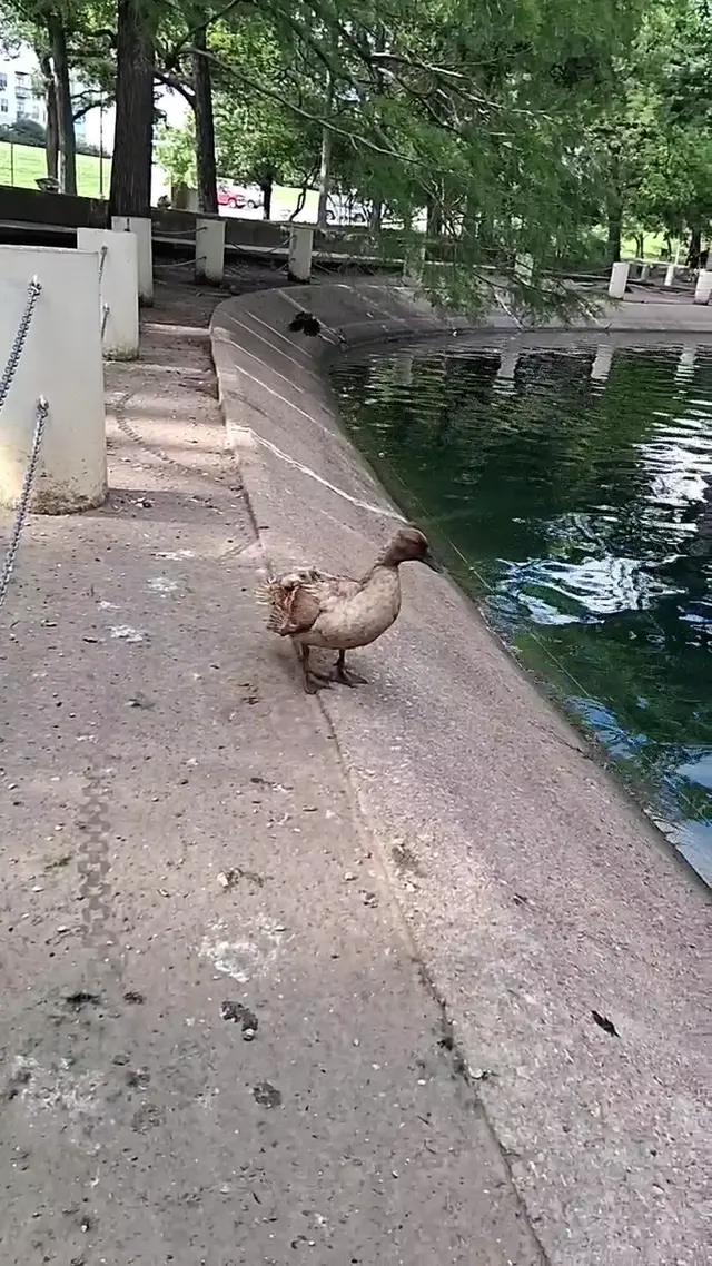Trinity Park Duck Pond — customer photo 6