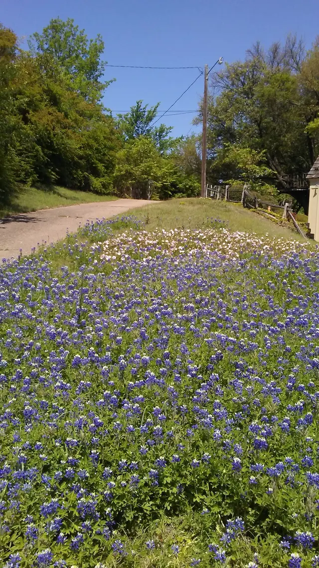 Overton Park — customer photo 6