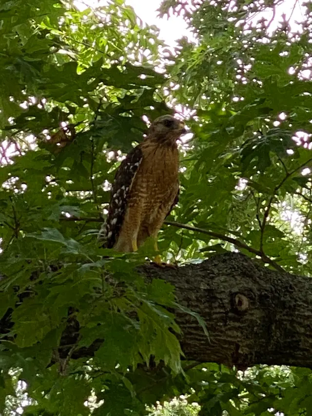 Overton Park — customer photo 2