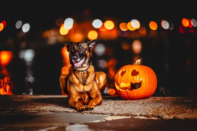 Dog Photographer of Tampa Bay — customer photo 12