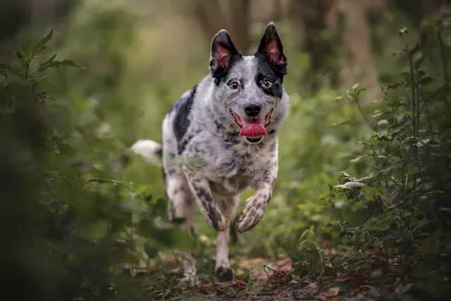 Dog Photographer of Tampa Bay — customer photo 9