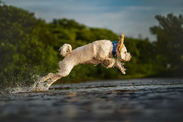 Dog Photographer of Tampa Bay — customer photo 1