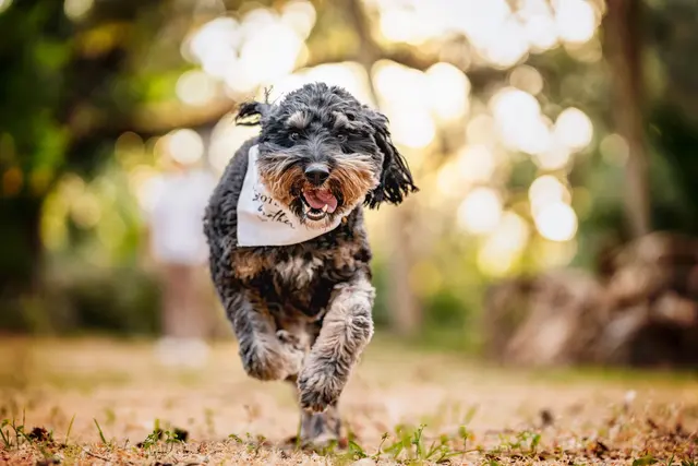 Dog Photographer of Tampa Bay — customer photo 5