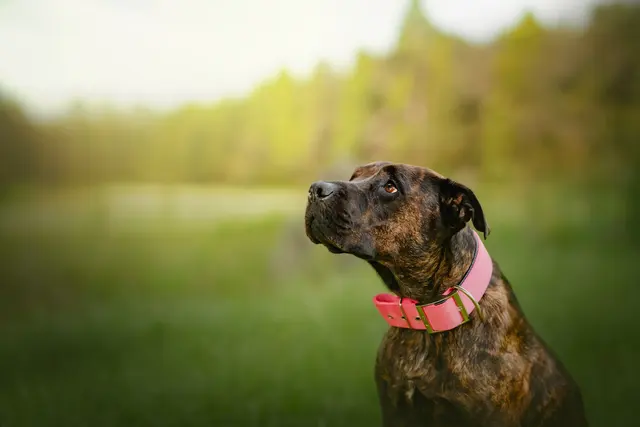 Dog Photographer of Tampa Bay — customer photo 8