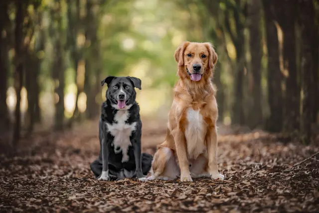 Dog Photographer of Tampa Bay — customer photo 3