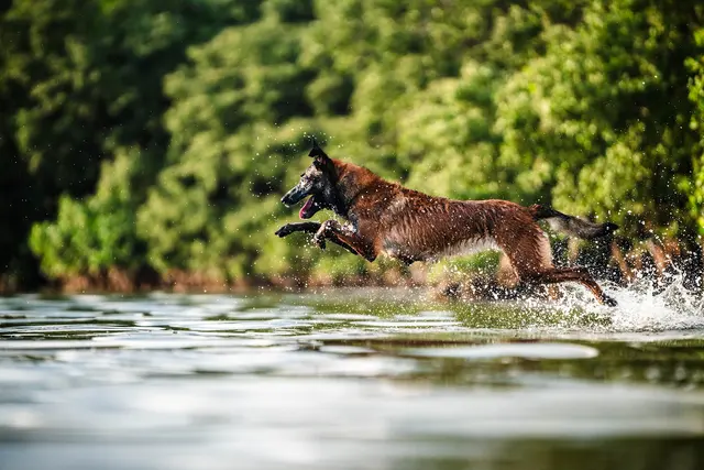 Dog Photographer of Tampa Bay — photo from the business 7