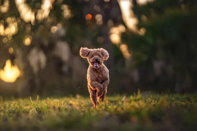 Customer photo of work by Dog Photographer of Tampa Bay, from Rachel Crozier's review