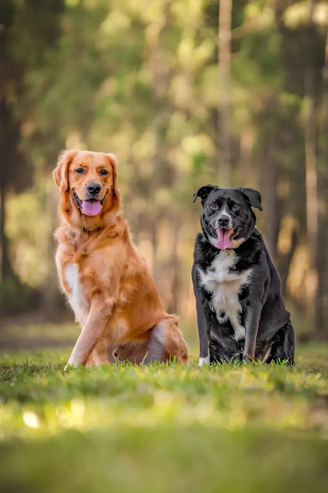 Customer photo of work by Dog Photographer of Tampa Bay, from Angelica Masello's review