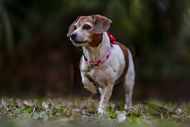 Dog Photographer of Tampa Bay — customer photo 10