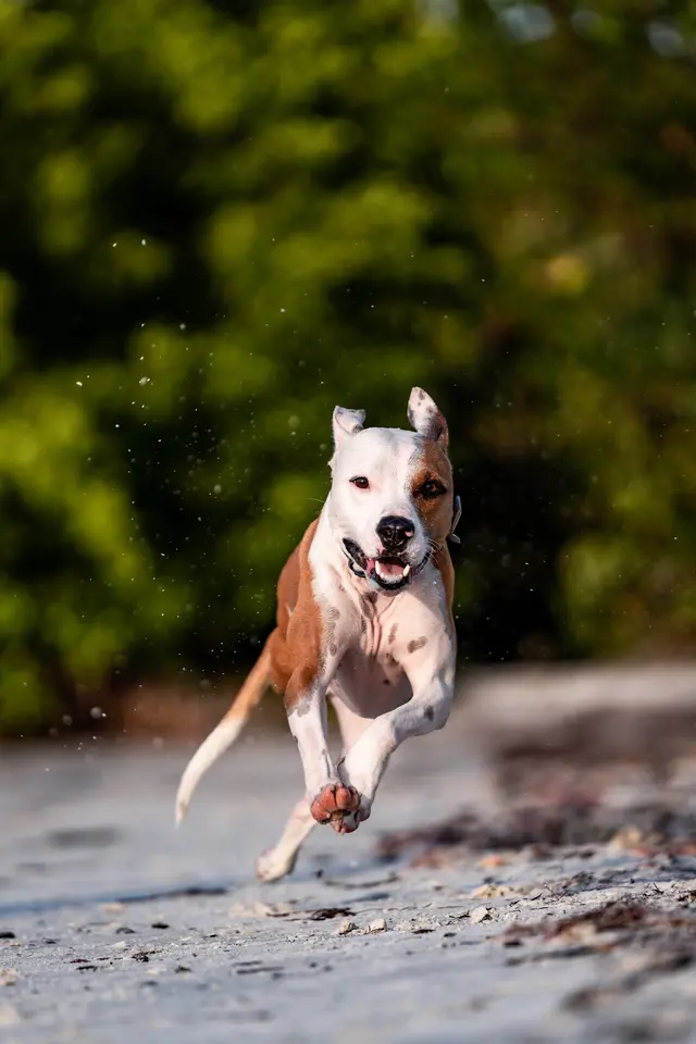 Dog Photographer of Tampa Bay — photo from the business 11