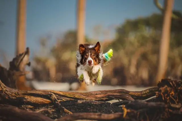 Customer photo of work by Dog Photographer of Tampa Bay, from Tori Evans's review