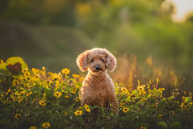 Dog Photographer of Tampa Bay — customer photo 6