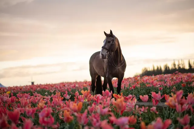 Farmhill Equestrian Center — photo from the business 6
