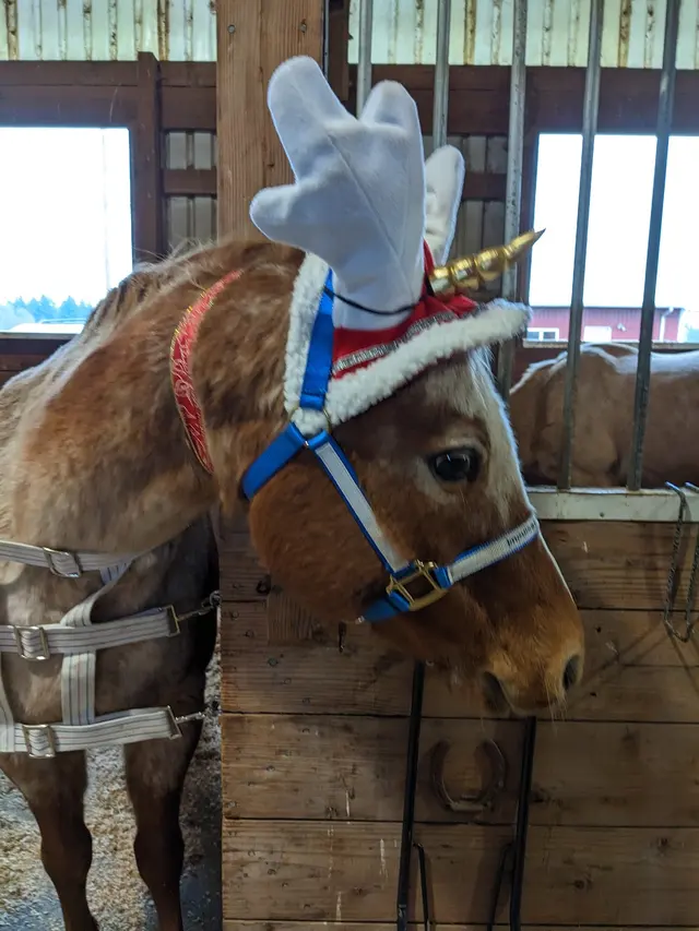 Silver Buckle Youth Equestrian Center — customer photo 5
