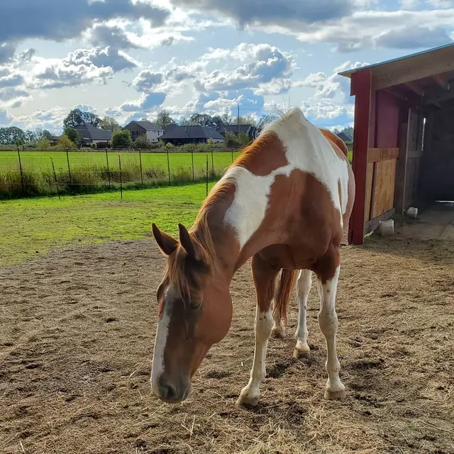 Silver Buckle Youth Equestrian Center — customer photo 11