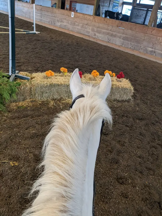 Emerson Equestrian — customer photo 10