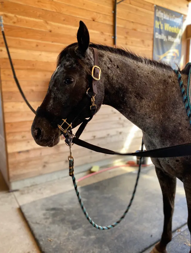 Emerson Equestrian — customer photo 1