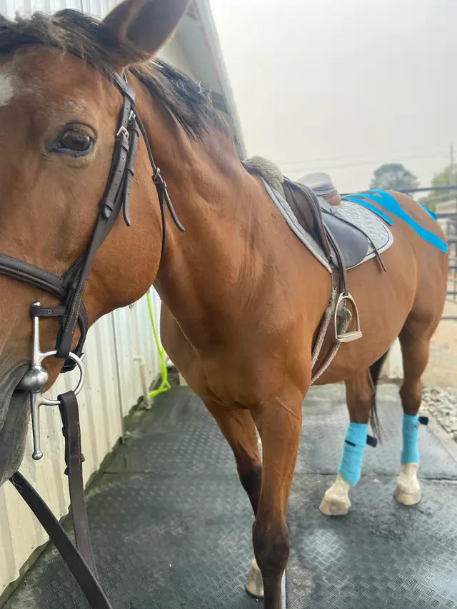 Emerson Equestrian — customer photo 9