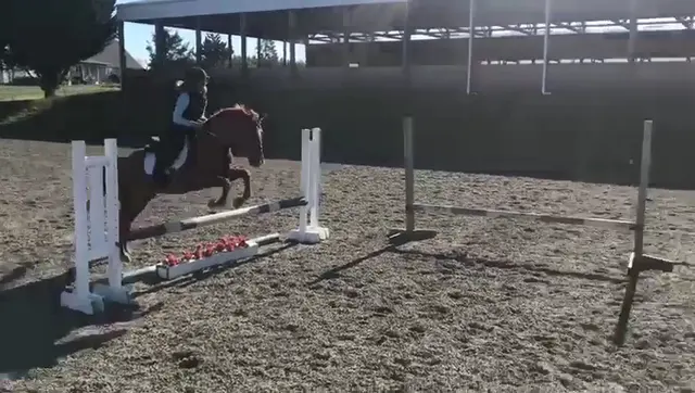 Customer photo of work by Emerson Equestrian, from Adrianne Gabris's review