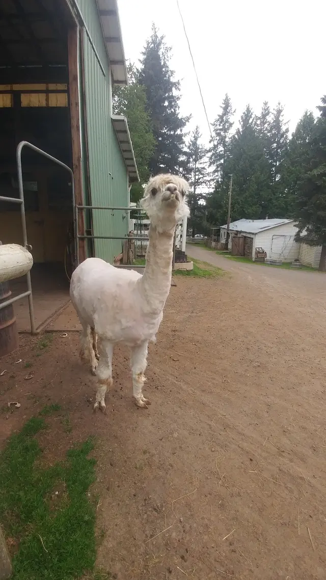 Son Rise Ranch — customer photo 6
