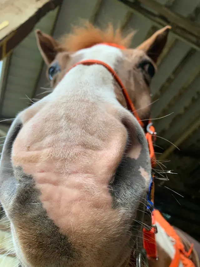 Customer photo of work by Son Rise Ranch, from Jada's review