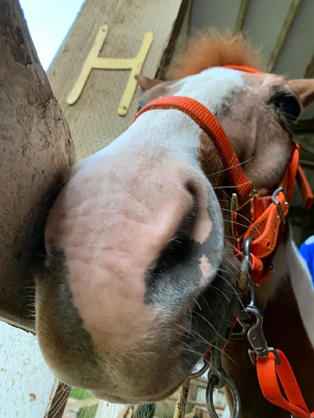 Customer photo of work by Son Rise Ranch, from Jada's review