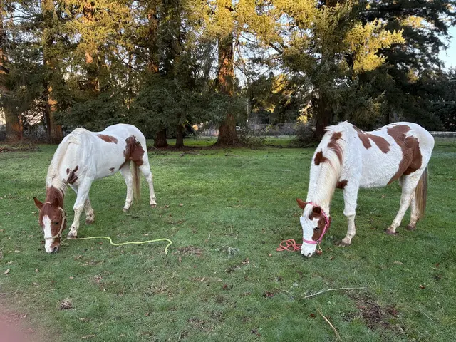 Son Rise Ranch — customer photo 3
