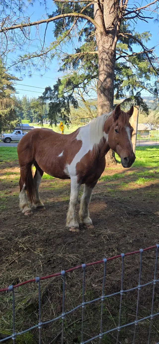 Son Rise Ranch — customer photo 7