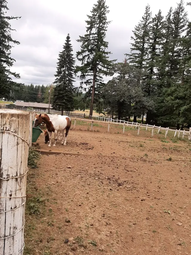 Son Rise Ranch — customer photo 8