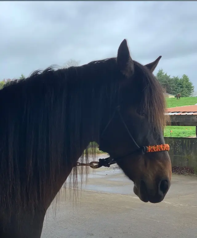 Wild Horse Acres — customer photo 7