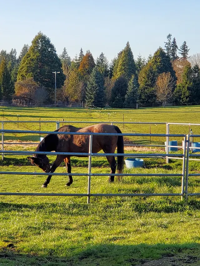 Wild Horse Acres — customer photo 2