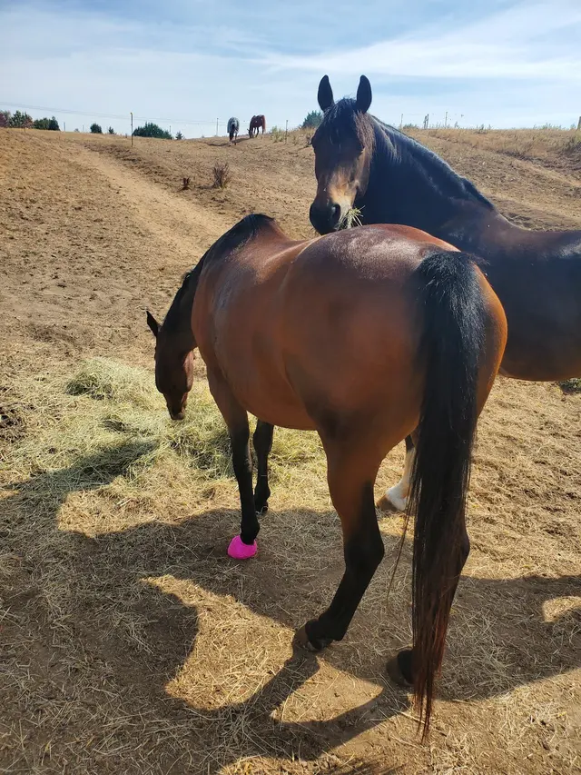 Wild Horse Acres — customer photo 3