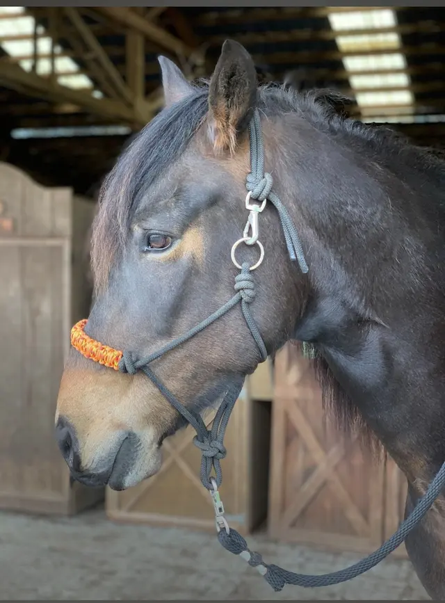 Wild Horse Acres — customer photo 12