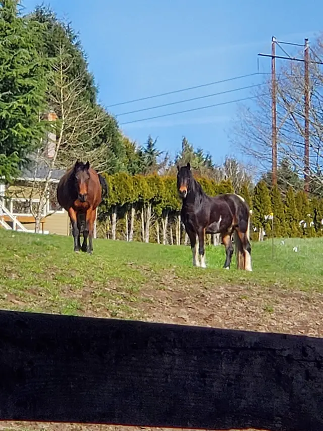 Wild Horse Acres — customer photo 6