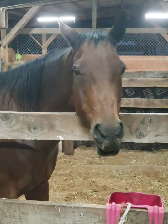 Wild Horse Acres — customer photo 4