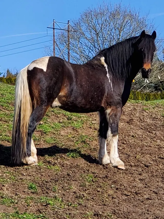 Wild Horse Acres — customer photo 11