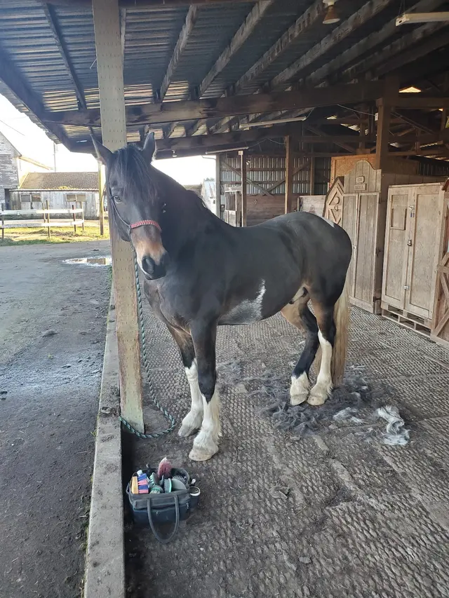 Wild Horse Acres — customer photo 10